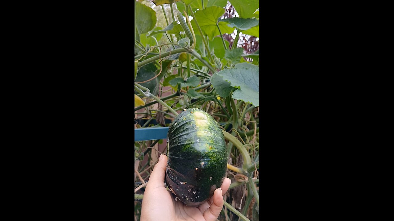 organic garden fresh pumpkin