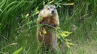 Groundhog Standing to Eat Flowers