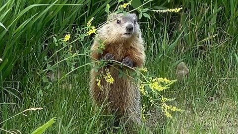 Groundhog Standing to Eat Flowers