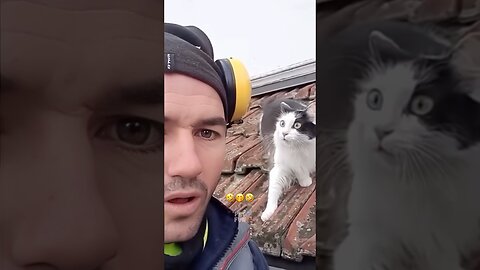 Funny Animals #funnyanimals #animals #pets #shorts