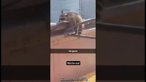 Funny animals 2024😂- Funniest Cats and Dogs Video😹🐶