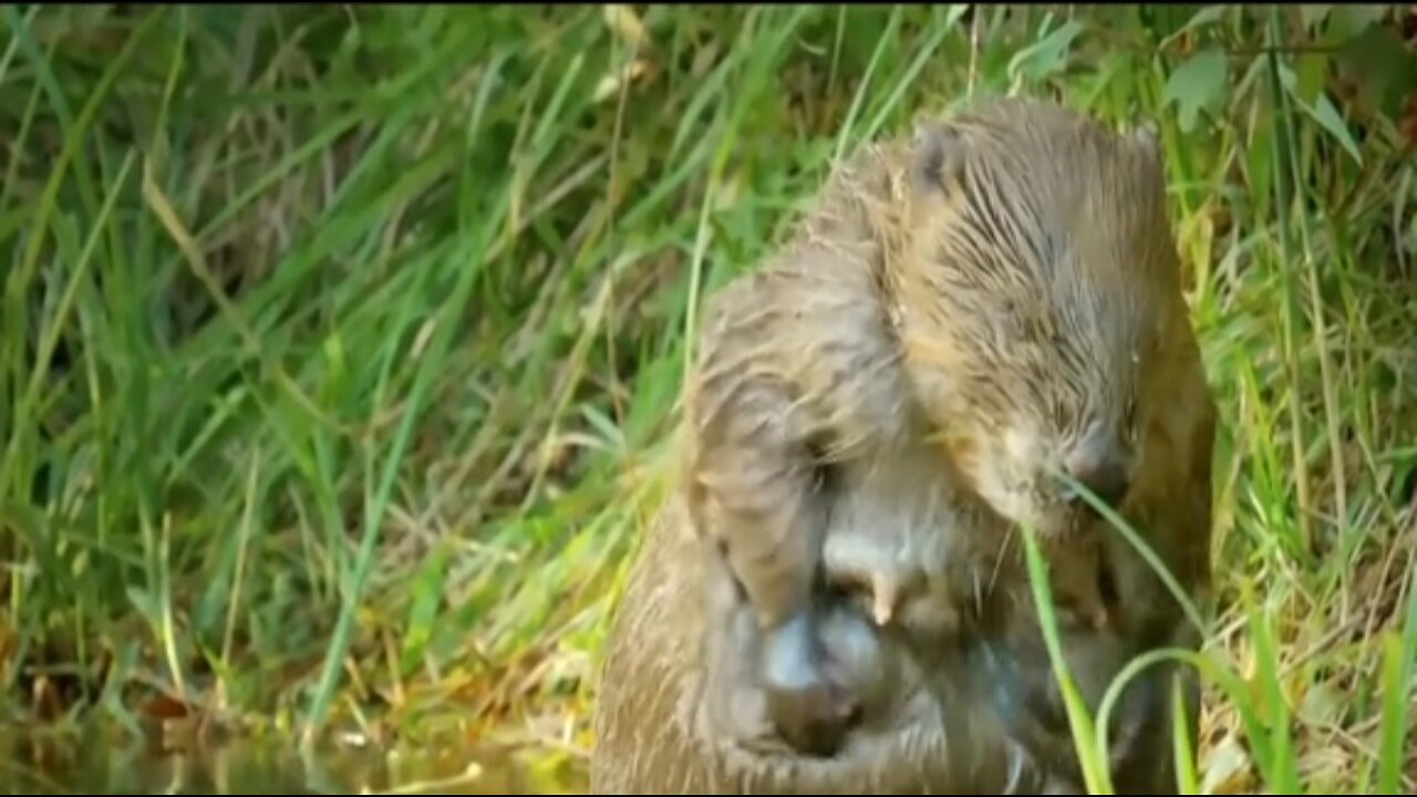 Nature's Expert Builder !