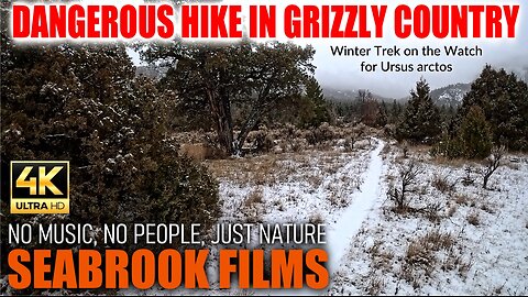 Dangerous Hike in Grizzly Country: Winter Trek on the Watch for Ursus arctos