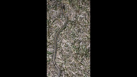 Snake vs The Wind