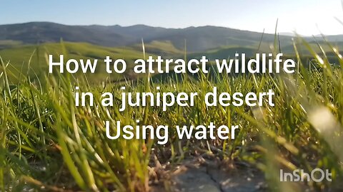 How to attract wildlife to your homestead using water