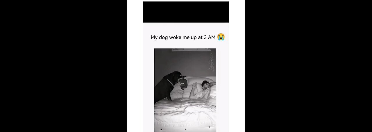 Dogs with 0 Chill and 100% Chaos Energy πΆπ₯