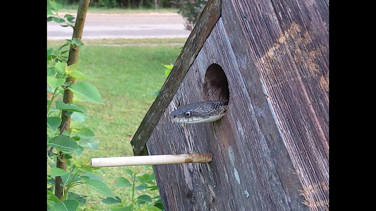 Snake Removal 4/22/25