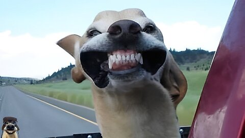 Bet You Can't Hold Your Laughter - Ultimate Funny Animals Compilation 😂🐾