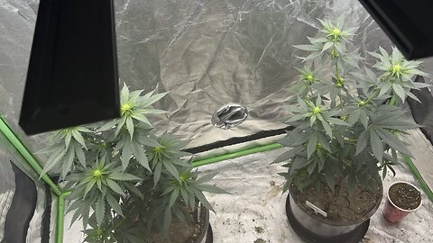 Led controversy pest at 12:55 how to identify