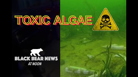 Toxic Algae | Lovescrolling | ICE-capades
