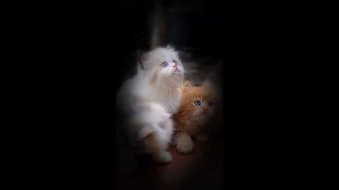cuite cat 🥰