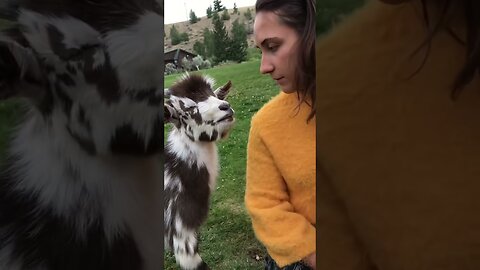 funny animals