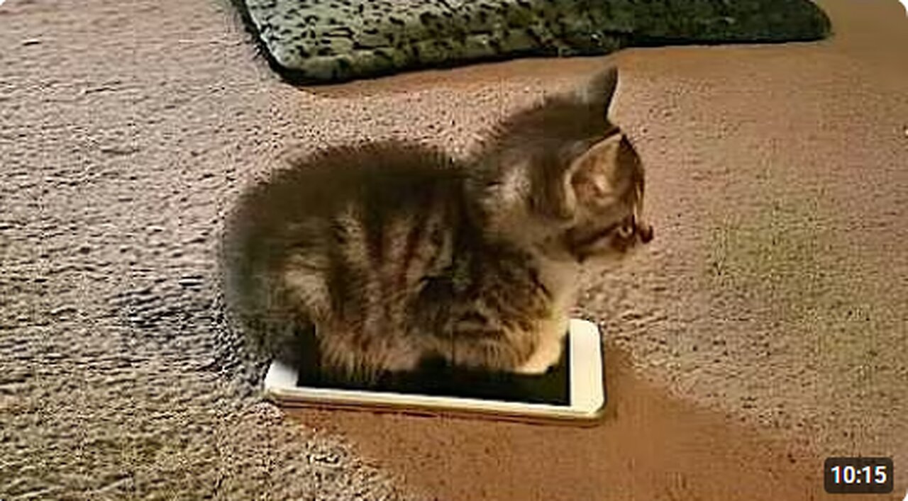 Cats makes the rules