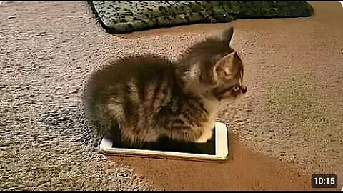 Cats makes the rules