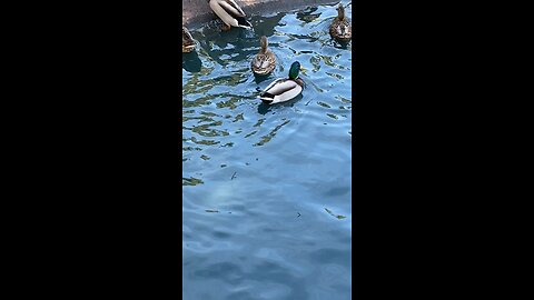 Mallard Ducks 🦆 #mallardducks #shorts #followme #viral #trending #ducks #duck #mallardduck