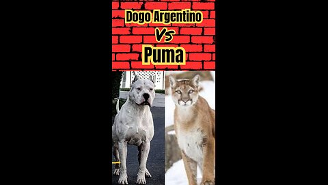 Dogo vs Puma