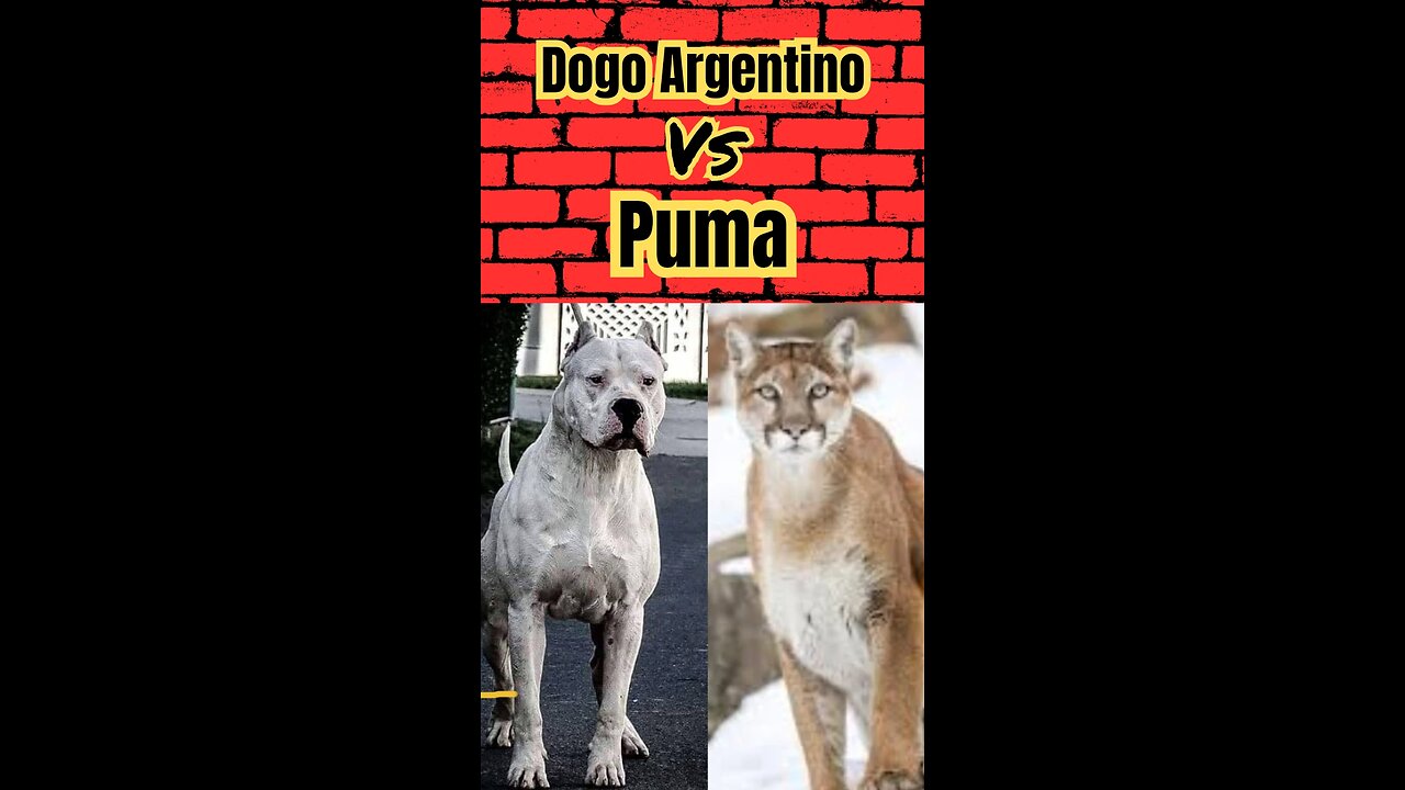 Dogo vs Puma