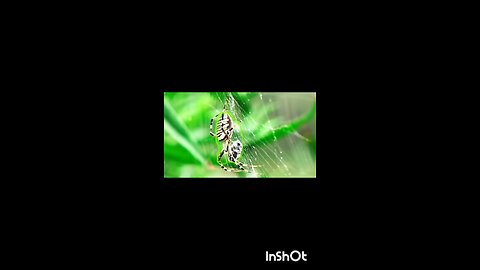 enjoy spider 🕷️😀##rumbel##reels.