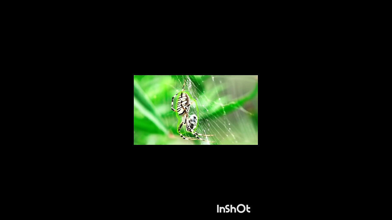 enjoy spider 🕷️😀##rumbel##reels.