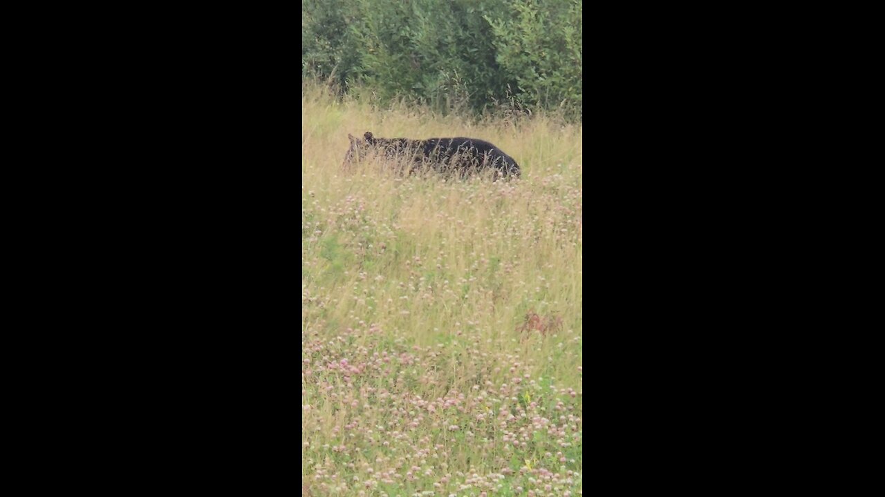black bear encounter