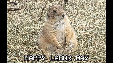 Labor Day Stream