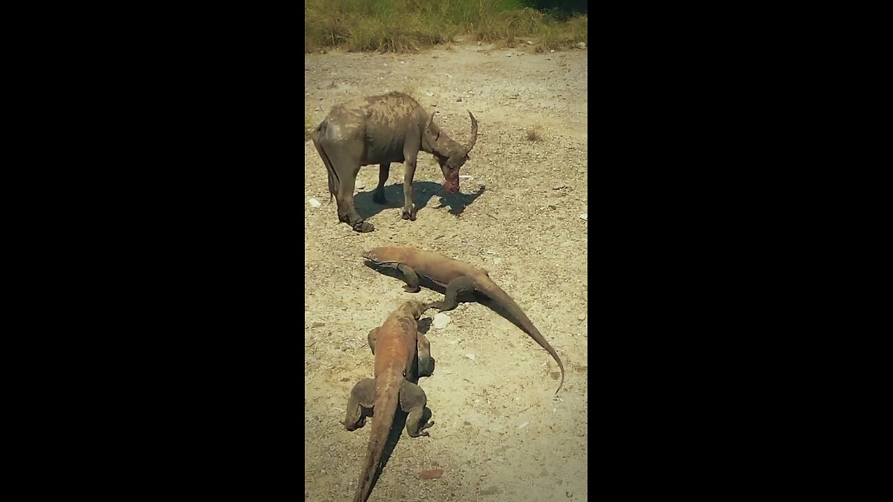 Buffalo Surrounded by Giant Wild Lizards | Incredible Wildlife Encounter!"