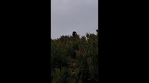 black Cockatoos in my backyard
