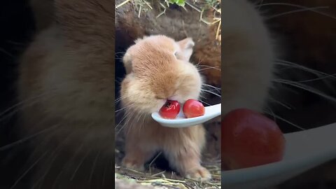 Sweet and sour, I like to eat cute rabbits, cute little pastoral pets