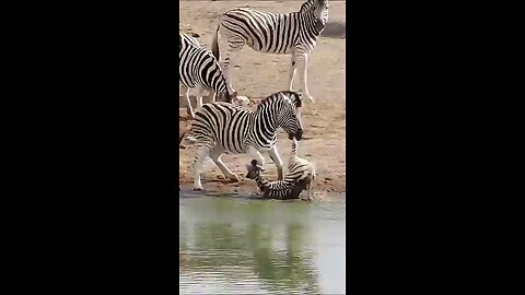 Brutal attacks by Zebra