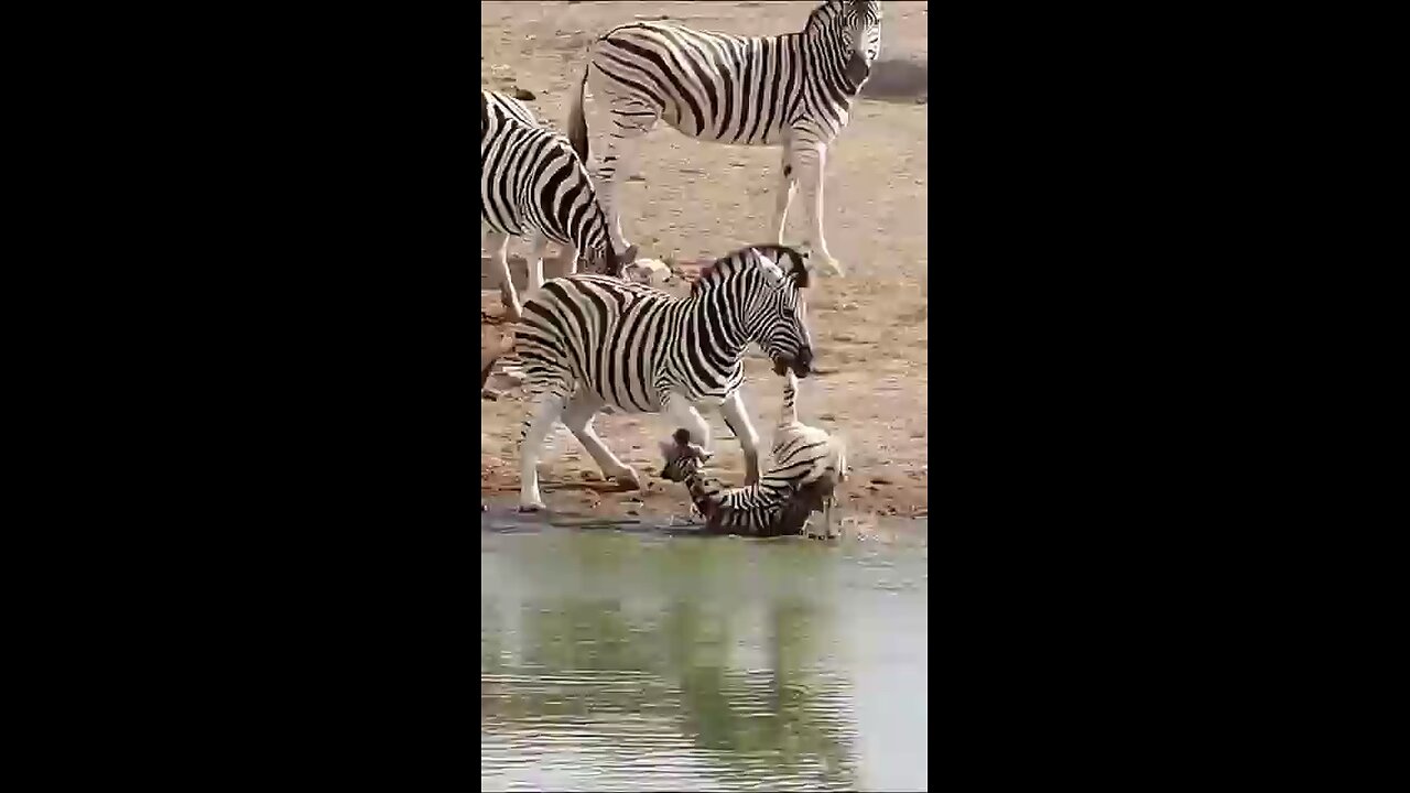 Brutal attacks by Zebra