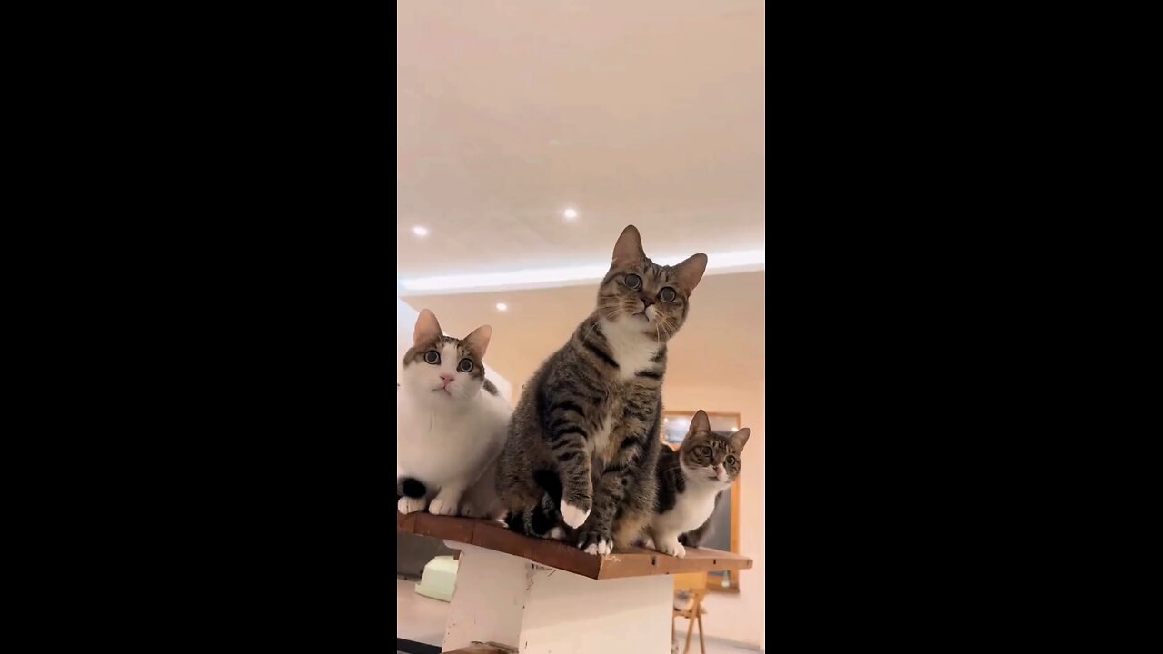 cat 😺