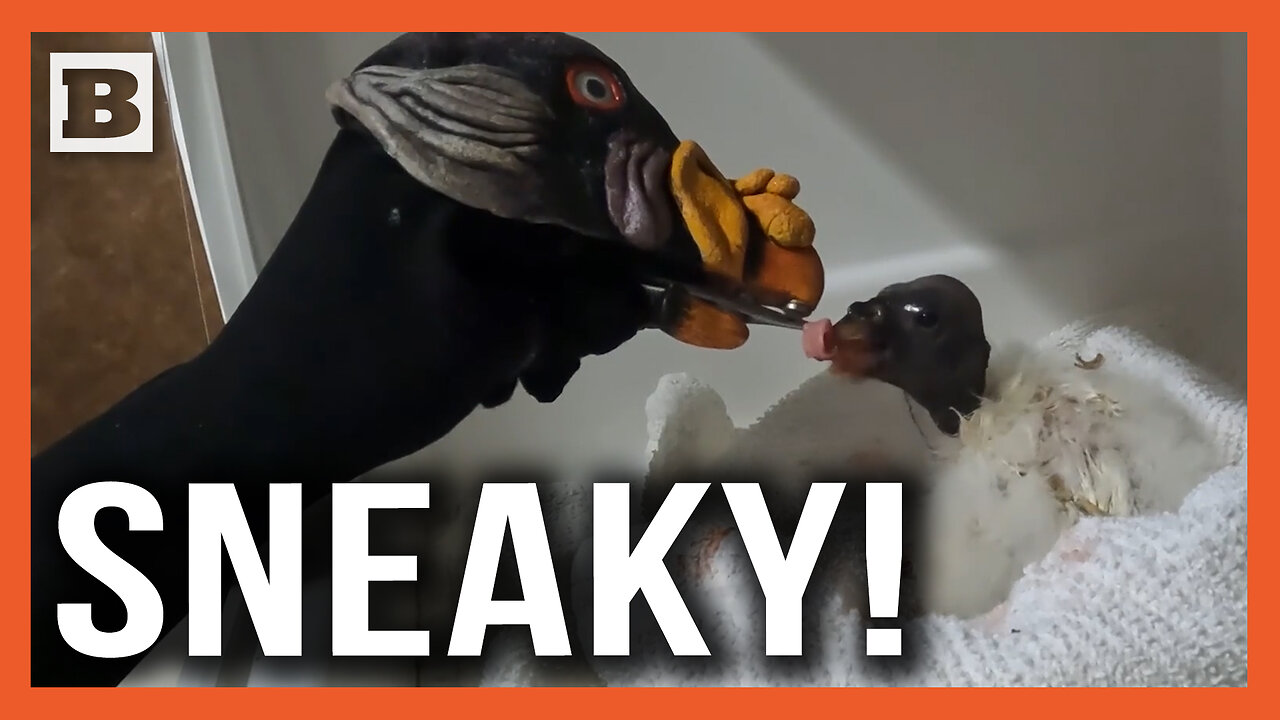 Sneaky! Bronx Zoo Uses Hand Puppet to Feed Vulture Chick