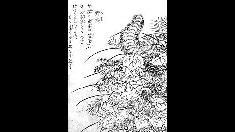 Nozuchi