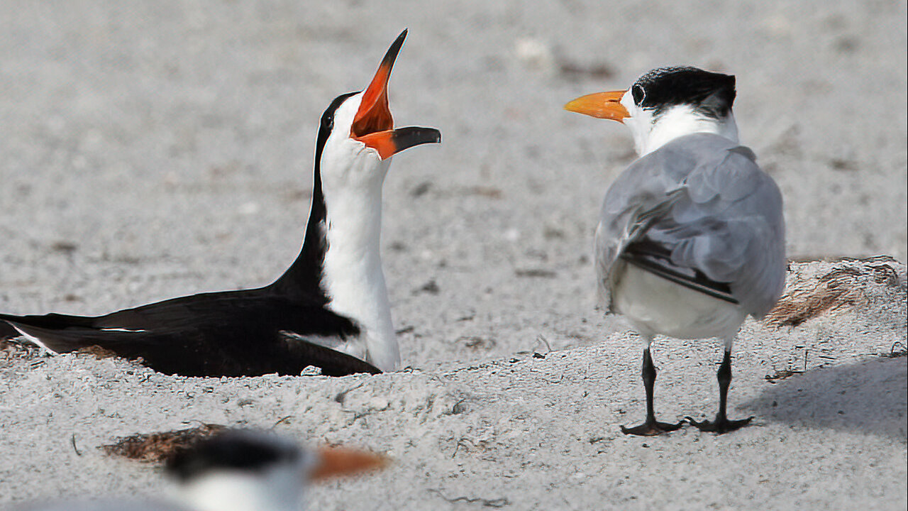 Royal Terns vs. Black Skimmers: Beach Buddies and Nesting Drama