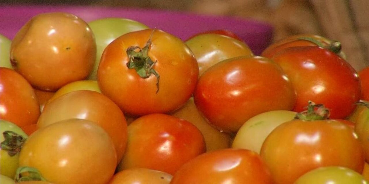US Withdraws From Tomatoes Agreement With Mexico