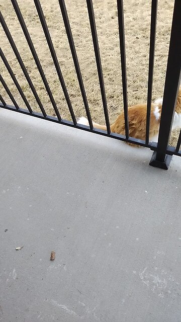 Wasilla Chronical Spring 2025 Luca Makes a Friend