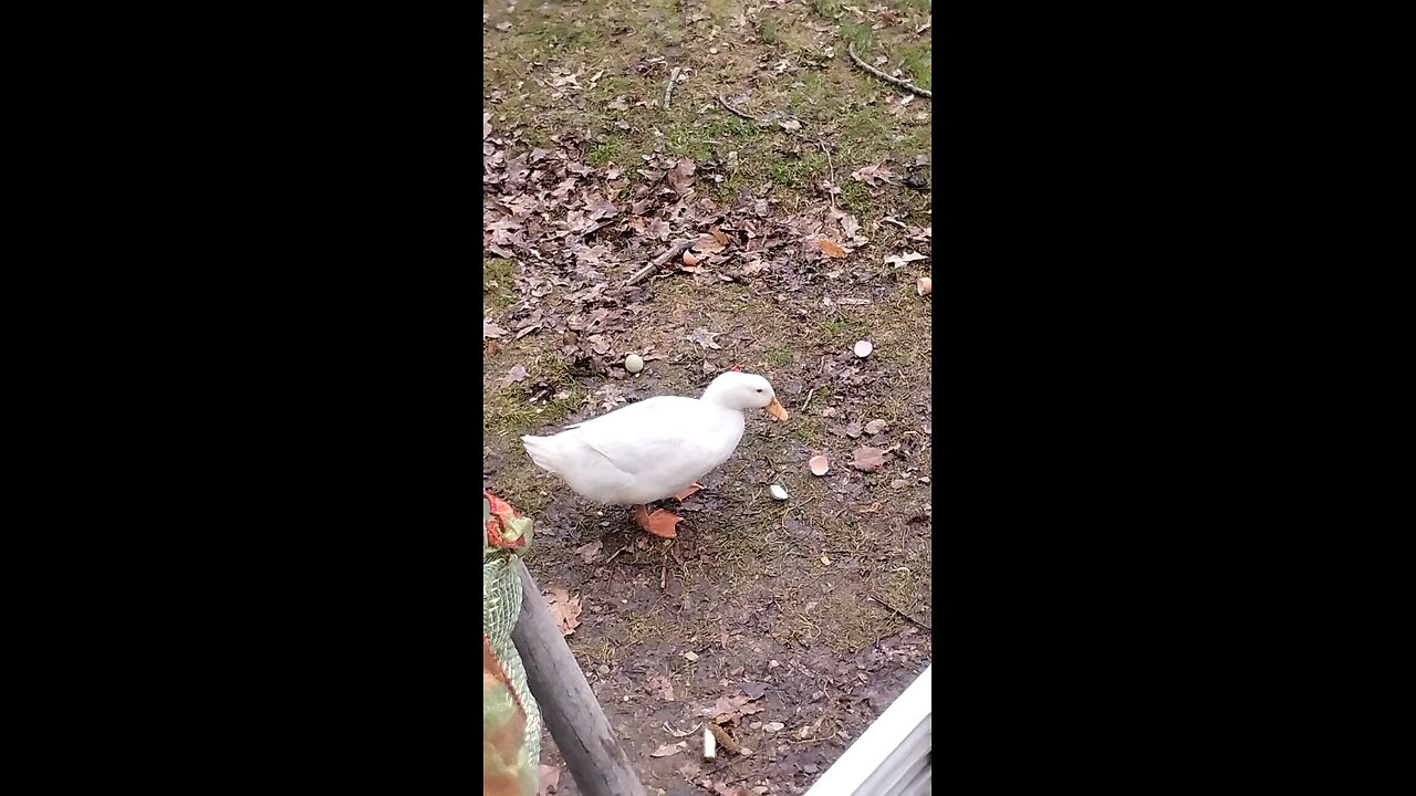 Quackers quacking