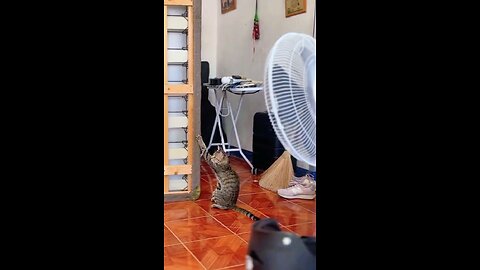 Cat's Version of 'Helping'