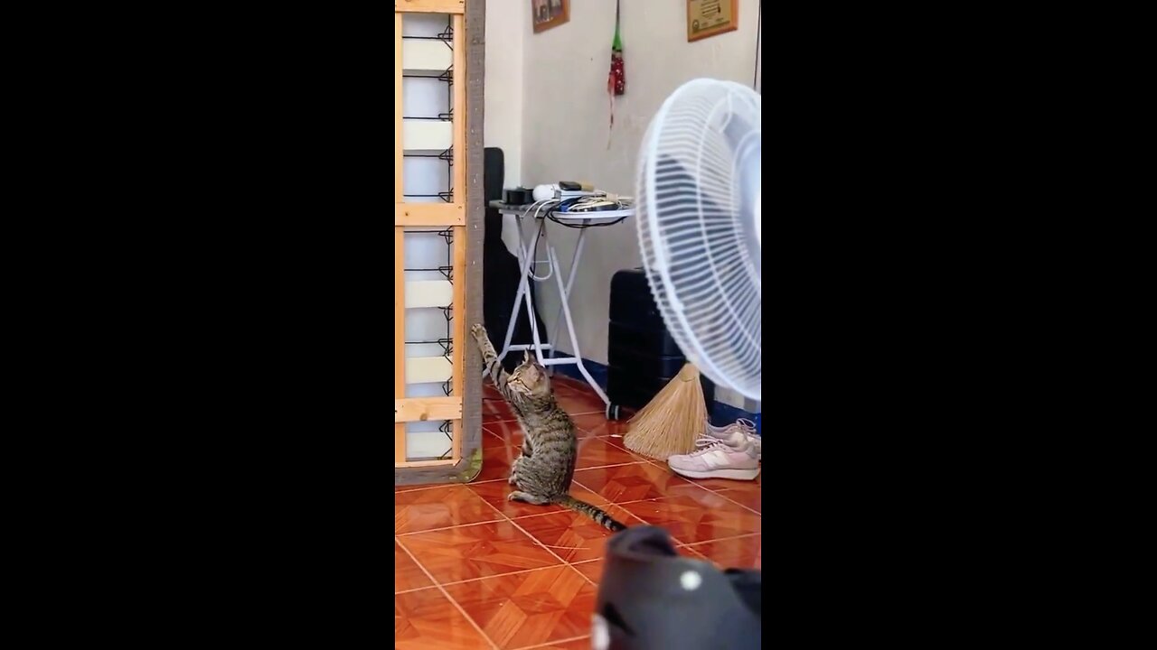 Cat's Version of 'Helping'