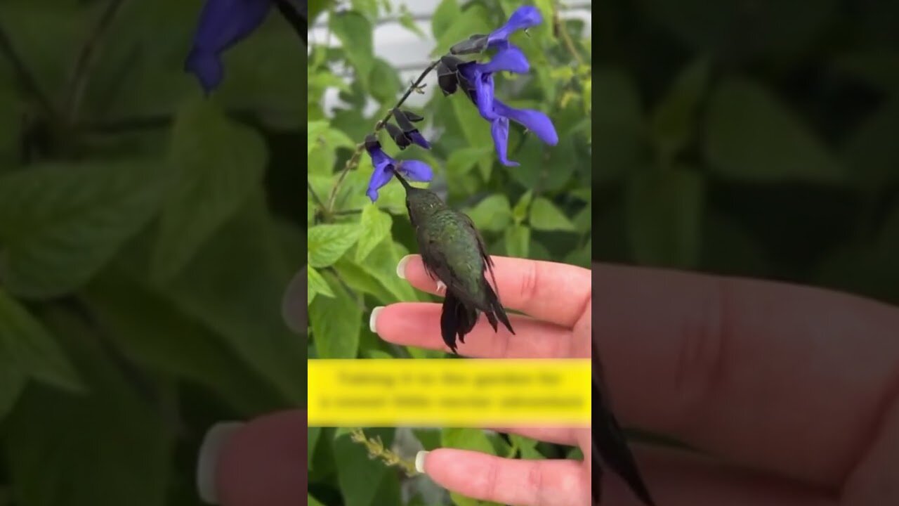 The hummingbird was hurt by the heat and the man saved her and took her in