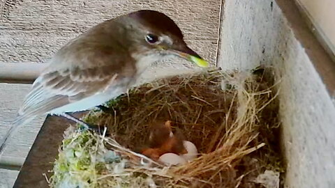Bird Feeding Its Hatchling