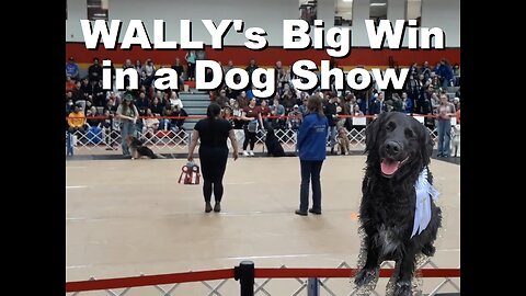 Wally Wins a Ribbon in the College Royal Dog Show at the University of Guelph | Mar 2025