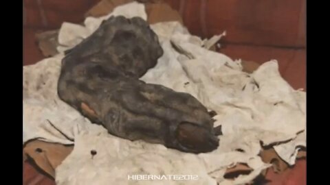 Mummified finger of a giant