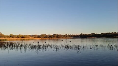 Lake Gwelup Walk. Birds, Water, and Nature in the City of Perth