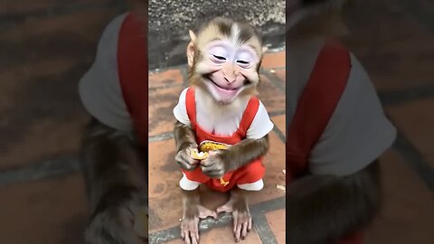Baby monkey smiles are tiny bursts of pure happiness. 🥰🐒