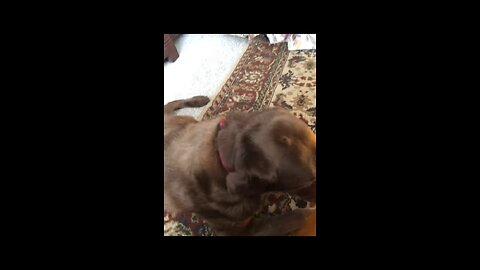 The Cutest Dog Ever!