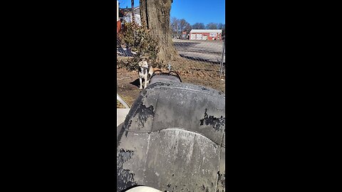 My doggy