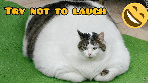 Try not to laugh...😄
