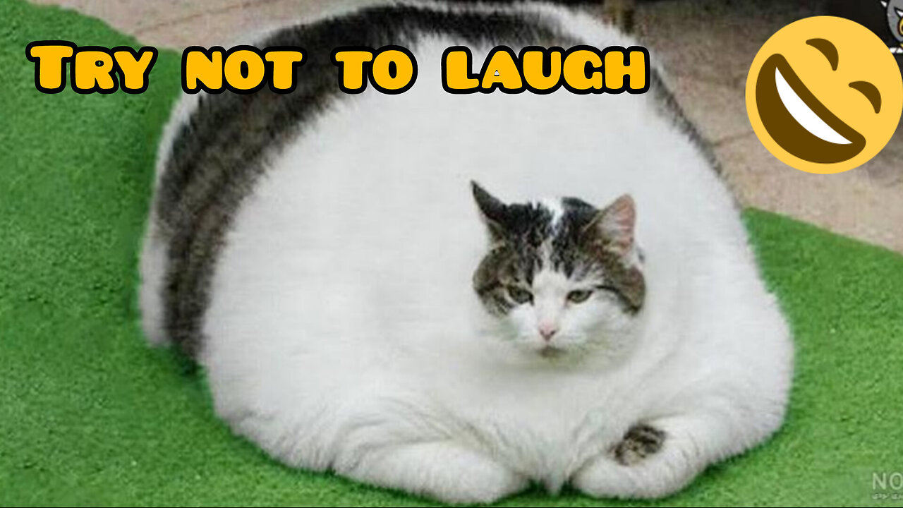 Try not to laugh...😄