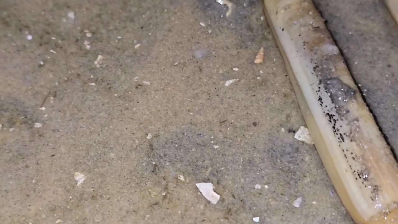 Extracting Razor Clams in Morocco